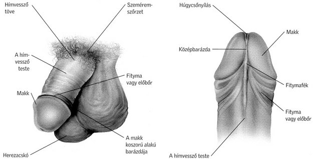ferfi_nemi_szervek_valosaghu_abra