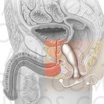 posztata_masszirozo_a_vegbelben_szexshop