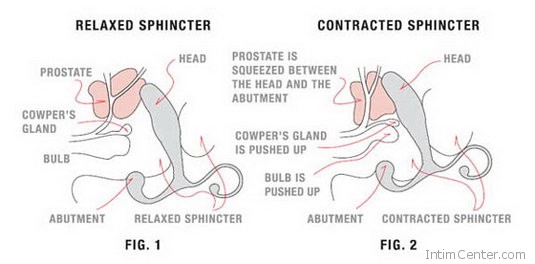 prosztata_masszirozo_a testben